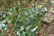 <strong>Micromelum minutum - Ramon, Laurence - 141</strong><br />© Ramon, Laurence